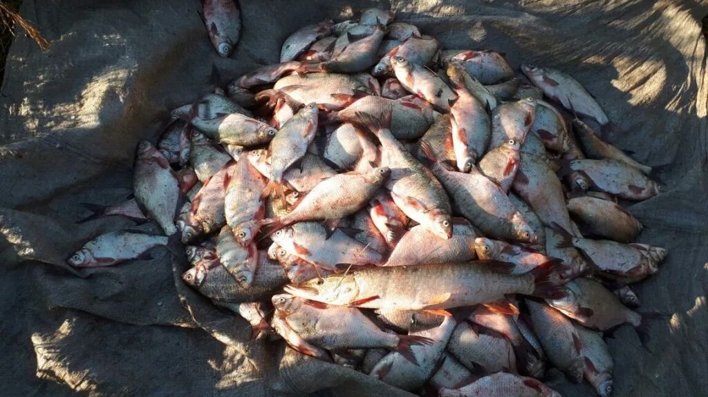 рыбы в браконьерской сети. рыба в сети. браконьерский улов рыбы. браконьерские байды на каспии. ловля сетями.