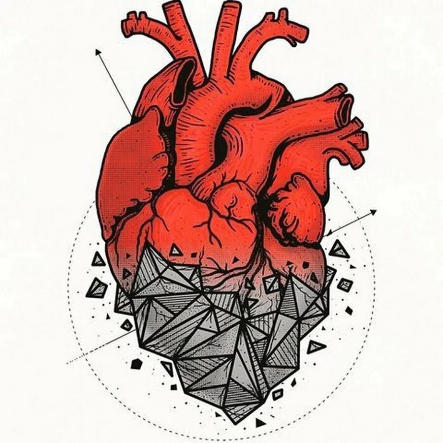 Сердце анатомическое вектор. Сердце анатомическое скетч. Сердце графическое изображение. Человеческое сердце рисунок. Эскизы тату в виде сердца.