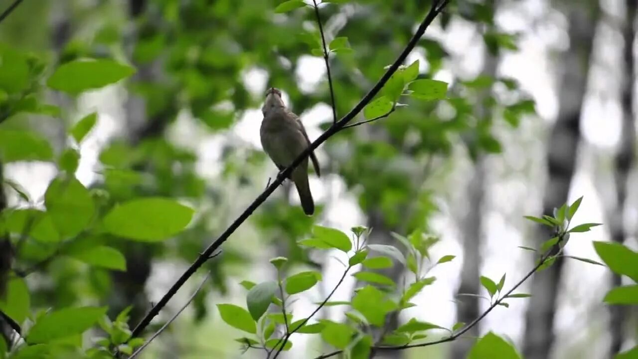 Заливаются звонкой трелью соловьи в густых деревьях. Птицы в весеннем лесу. Птица поет на ветке. Птицы весной в лесу. Соловей на ветке в лесу.