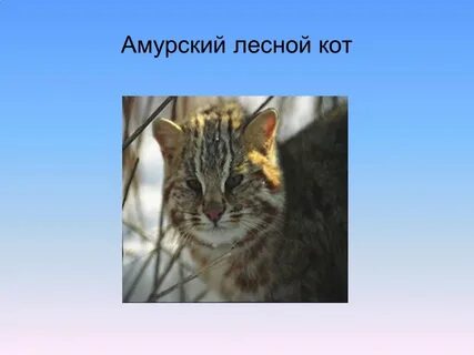 Амурский красный кот