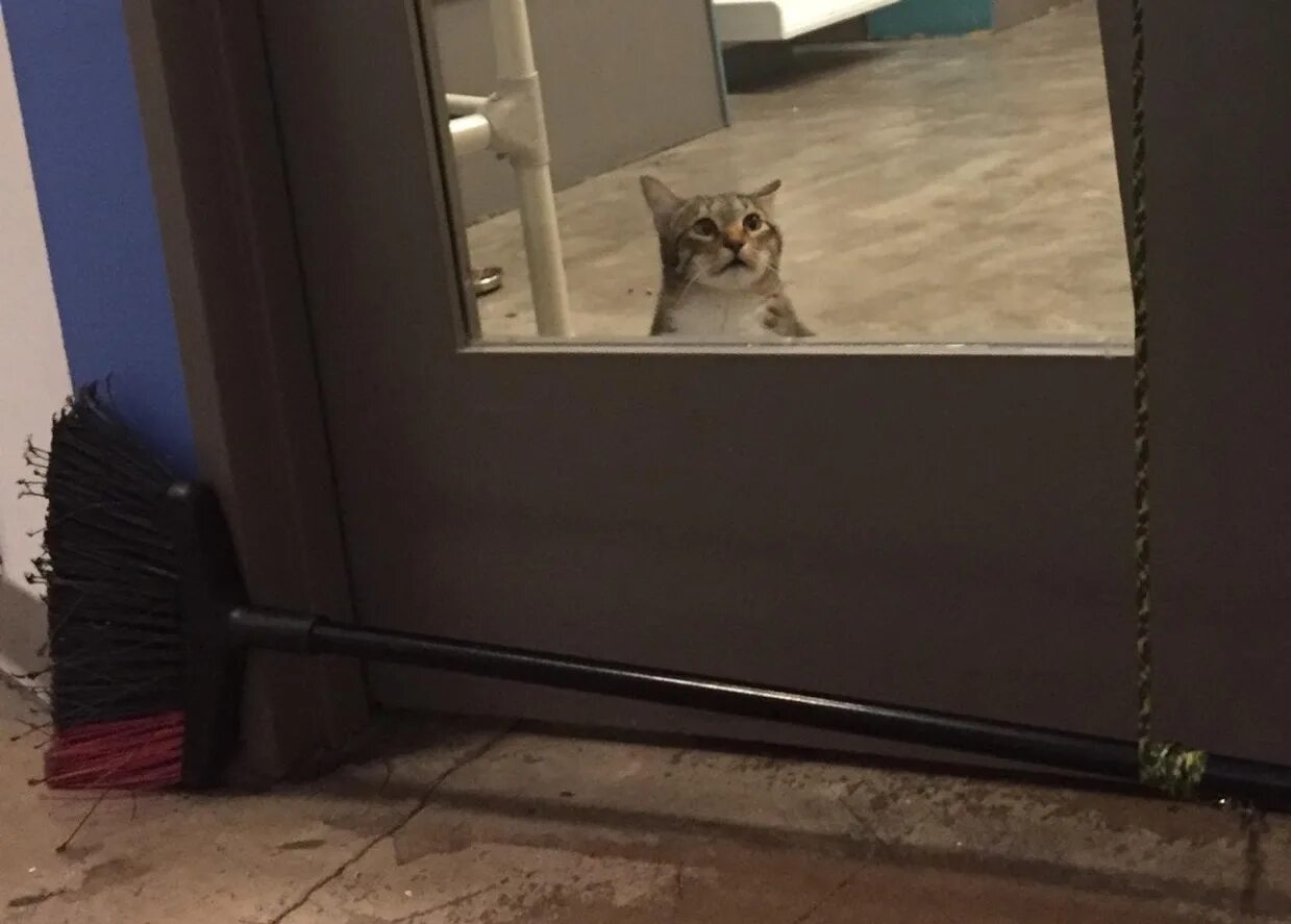 Звуки кошки просящей кота. Почесать за ушком кота. Кошки. Кошка мяу. Звуки кошки просящей кота.