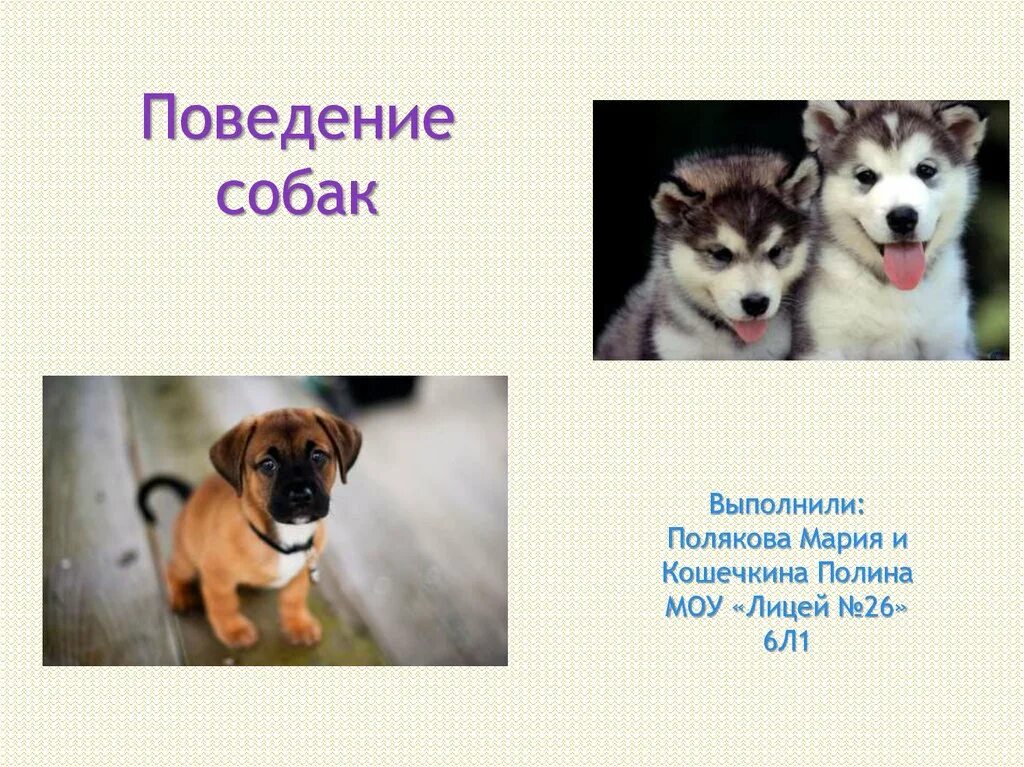 Поведение собак характеристика. Поведение собак. Поведение щенка. Комфортное поведение собак. Поведение собак выводы.