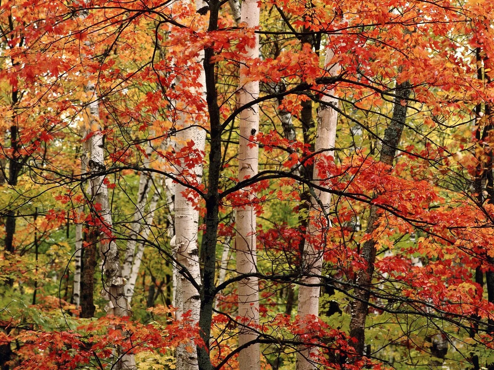 Береза клен рябина. Осенний лес. Кленовый лес. Красивые осины осенью.