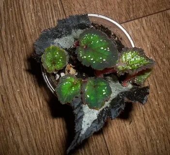 Бегония комнатная размножение листом