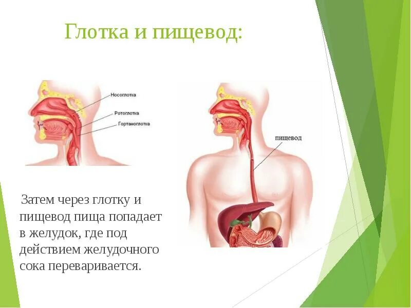 Через пищевод. Глотка и пищевод человека. Гортань пищевод желудок. Пищеварительная система человека пищевод.