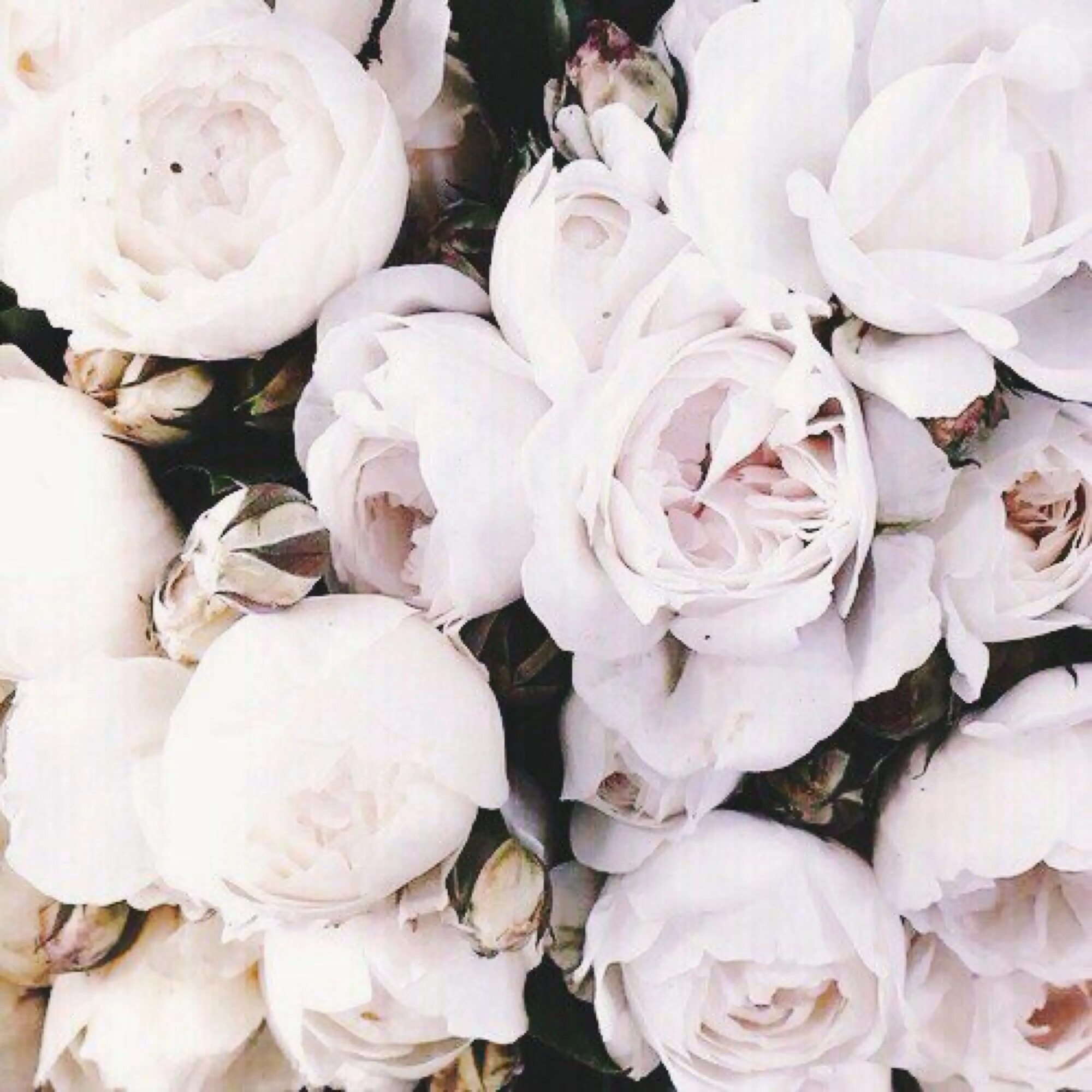 Розы бел пионы