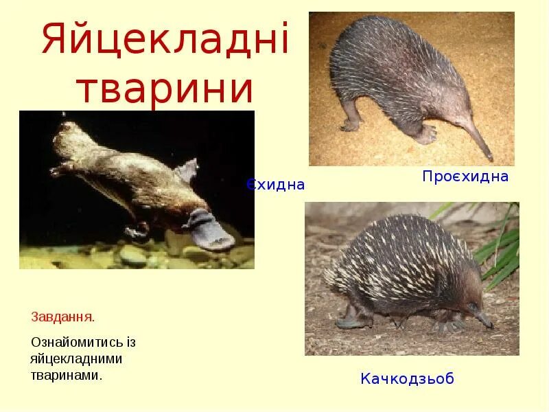 Почему яйцекладущие и сумчатые сохранились в основном