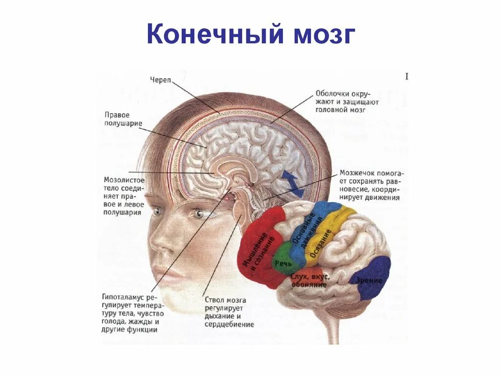 Мозг в черепной коробке. Отделы головного мозга расположение и функции. Головной мозг расположение строение функции. Расположите отделы головного мозга в полости черепа. Общее Анатомическое строение головного мозга. Головной мозг.