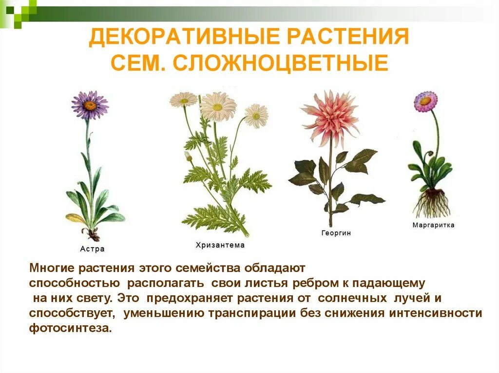 Семейство Сложноцветные(Астровые) примеры растений. Декоративные растения семейства Сложноцветные. Сложноцветные дикорастущие растения. Дикорастущие растения семейства Сложноцветные.