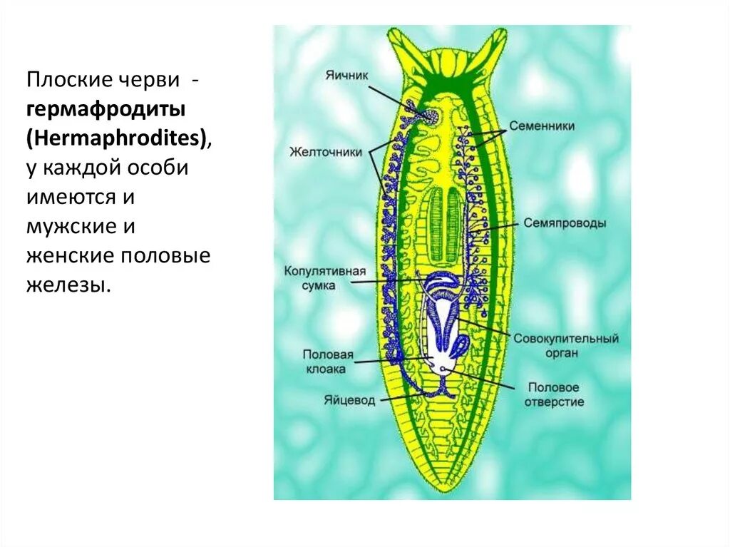 Гермафродитами являются черви. Гермафродитизм у плоских червей. Плоские черви гермафродиты. Семяпровод у плоских червей. Половые железы плоские черви.