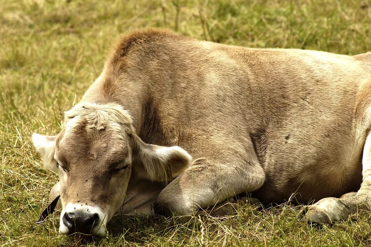 Корова лежит. Лежачая корова.