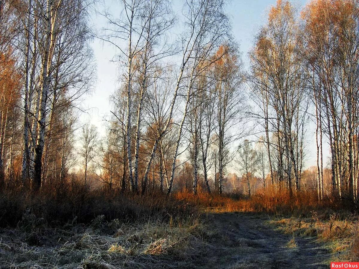 Картинки поздней. Поздняя осень Пермский край. Лес поздней осенью. Поздняя осень в лесу. Осенний лес в ноябре.