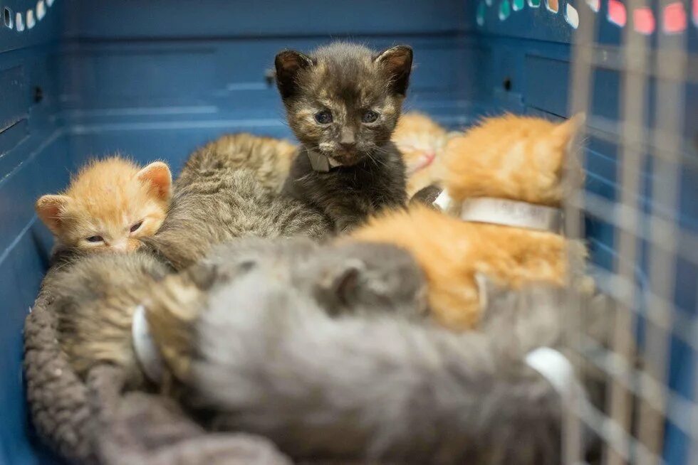Приют котик. Котята в приюте. котята из приюта. милые котята в приюте. кошки из приюта.