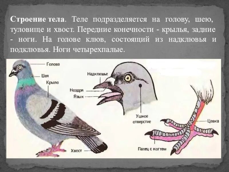 Строение птицы. Внешнее строение птиц. Конечности птиц. Строение тела птицы.