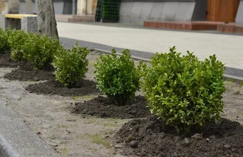 Самшит посадка в подмосковье