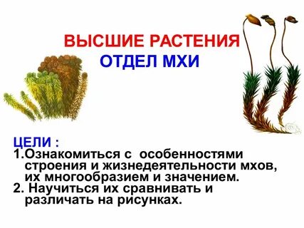 Споровые растения отдел моховидные 7 класс биология