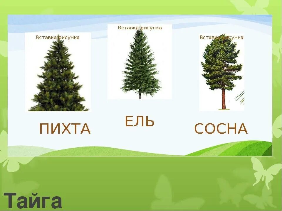 Дерева деревья различие