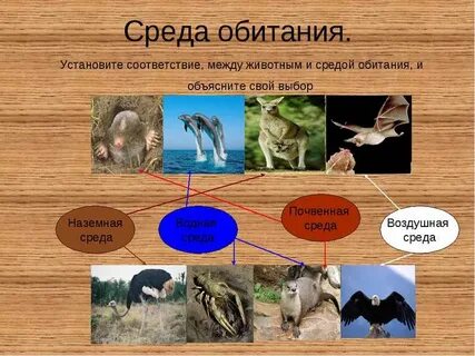 Установите наличие связи между средой обитания