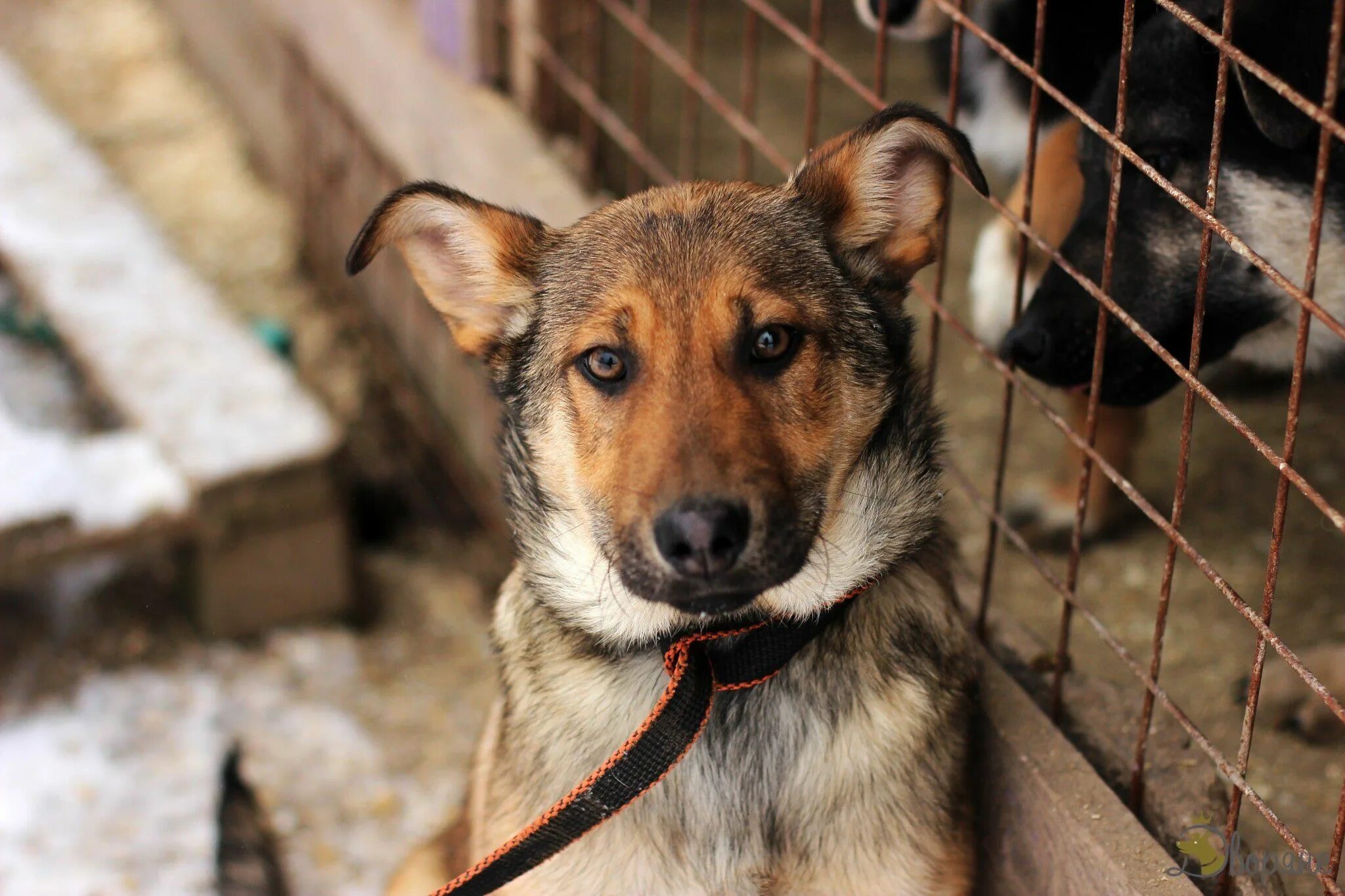 Колли бордер дворняги. Беспородная собака. Беспородная дворняжка. Собачка дворняжка беспородная. Собака дворняжка.
