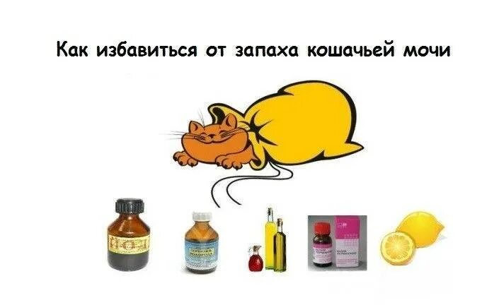 Кошачья моча как избавиться от запаха