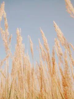 Dry plants