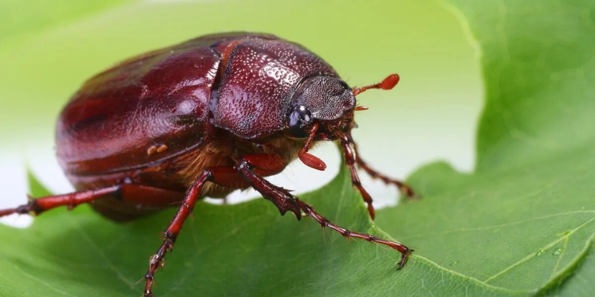 Bug break. Phyllophaga жук. хрущ майский западный. junebug жук. насекомые техаса.
