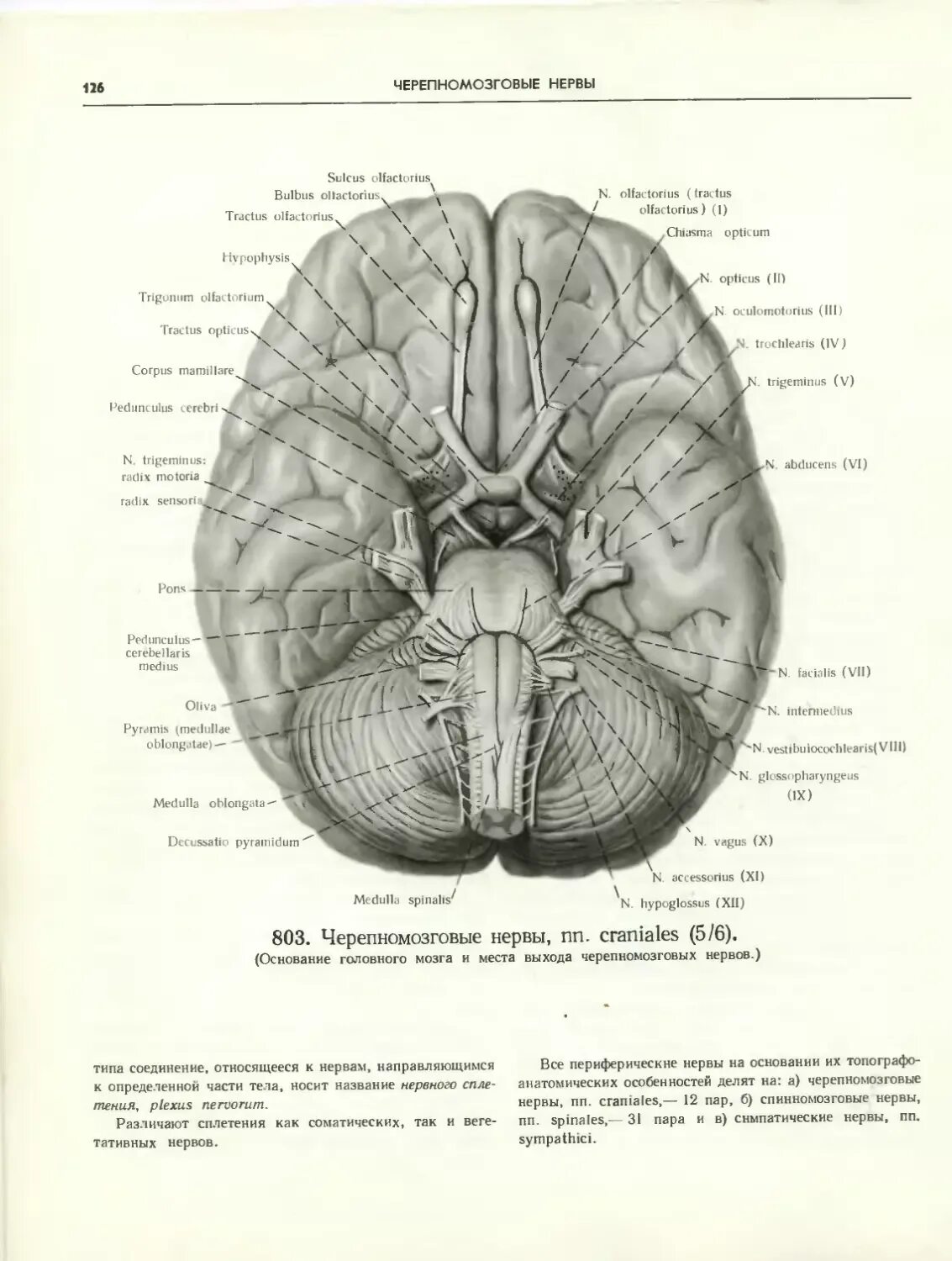 Основание головного мозга анатомия. Топография Корешков черепных нервов. Места выхода черепных нервов на основании мозга. Головной мозг анатомия Синельников. Мозг снизу