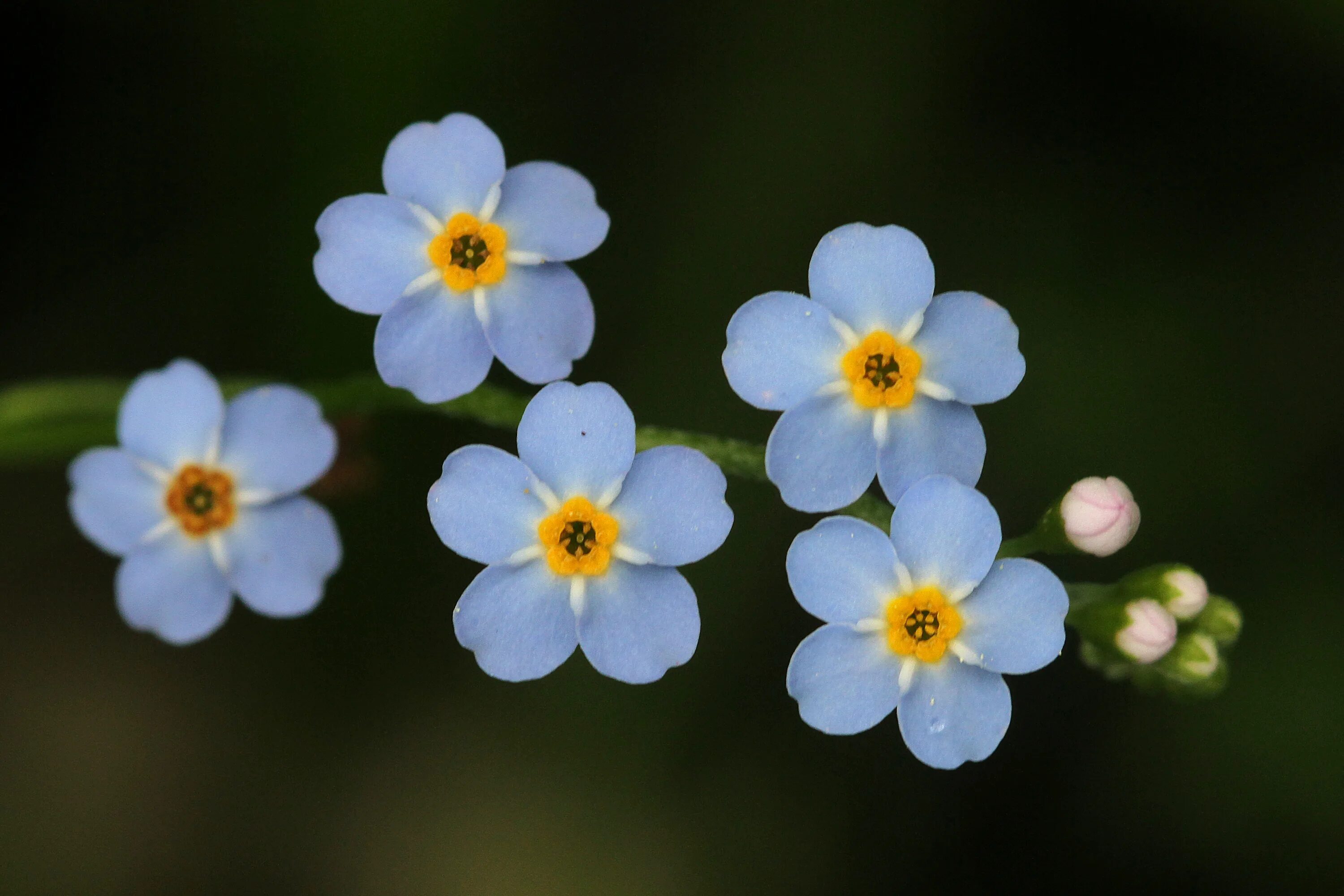 Small flower