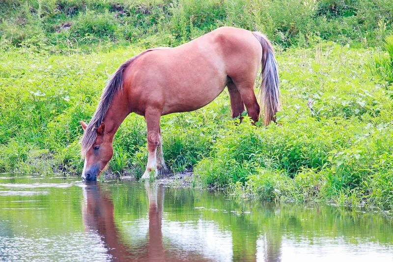 Лошадь пила воду. Конь пьет воду. Конь пьющий воду. Конь пьёт из реки. Лошадь пьет.