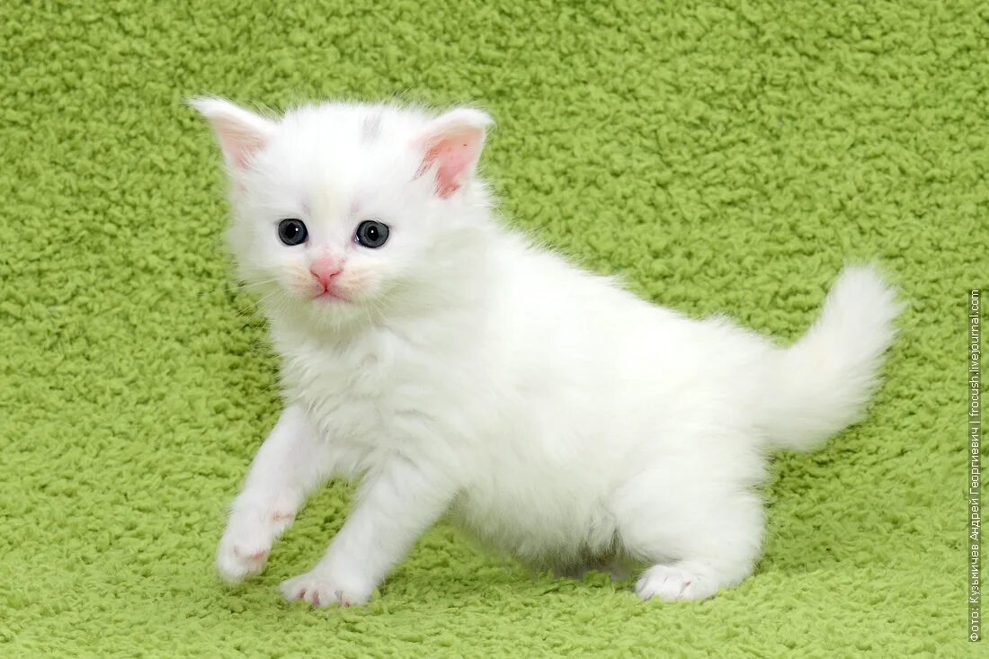 продаю белого кота. белые котята мальчики. продаю белого кота. продаю белого кота. белые котята мальчики.