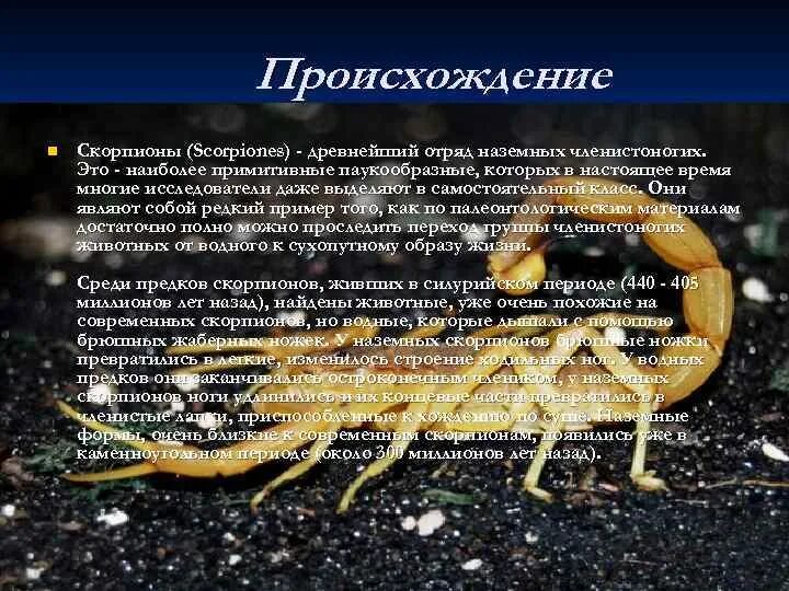 Паукообразные отряд Скорпионы. Строение скорпиона. Класс паукообразные отряд Скорпионы. Скорпион строение, образ жизни.