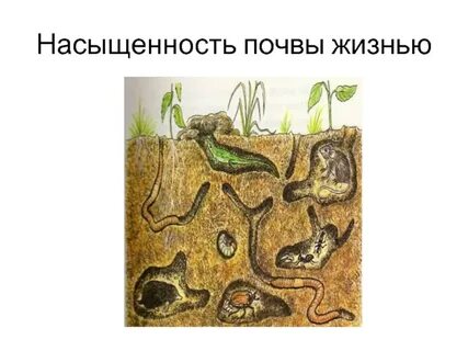 Обитатели почвенной среды жизни