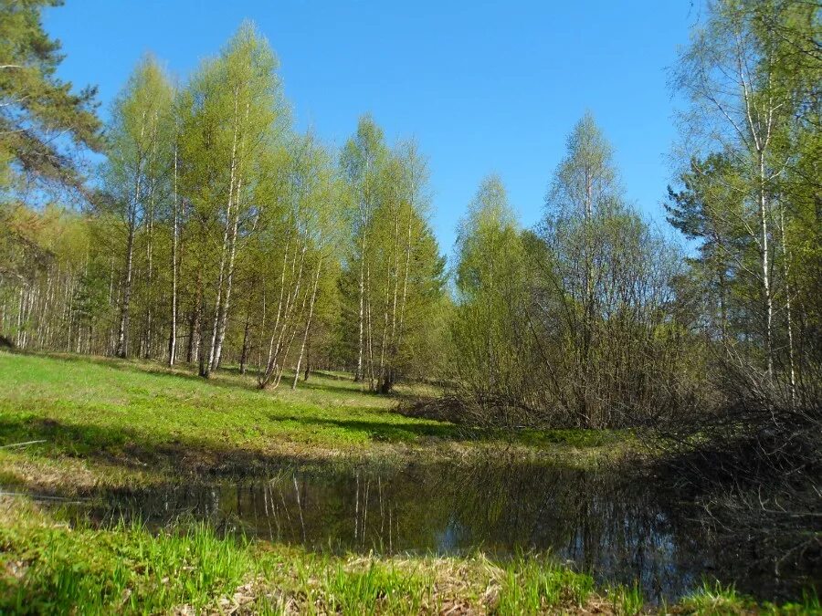 юный лес в зеленый. весенний лес в зеленой дымке. весенний лес в зеленой дымке. стих а толстой вот уж снег. лес дымка.