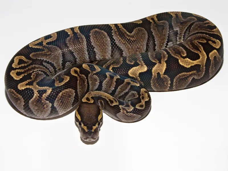 Python price