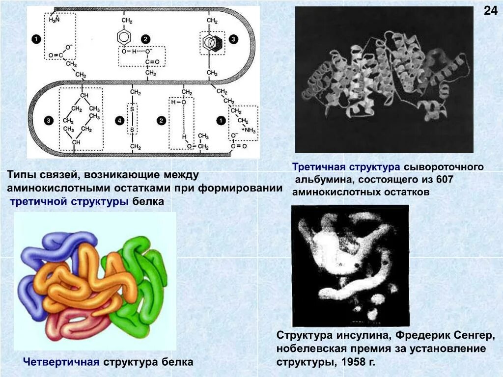 Третичная структура белка данная структура. Третичная структура белка строение. Глобула третичная структура белка связи. Третичная структура белка схема. Третичная структура белка структура белка.