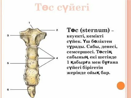 Строение грудины человека анатомия