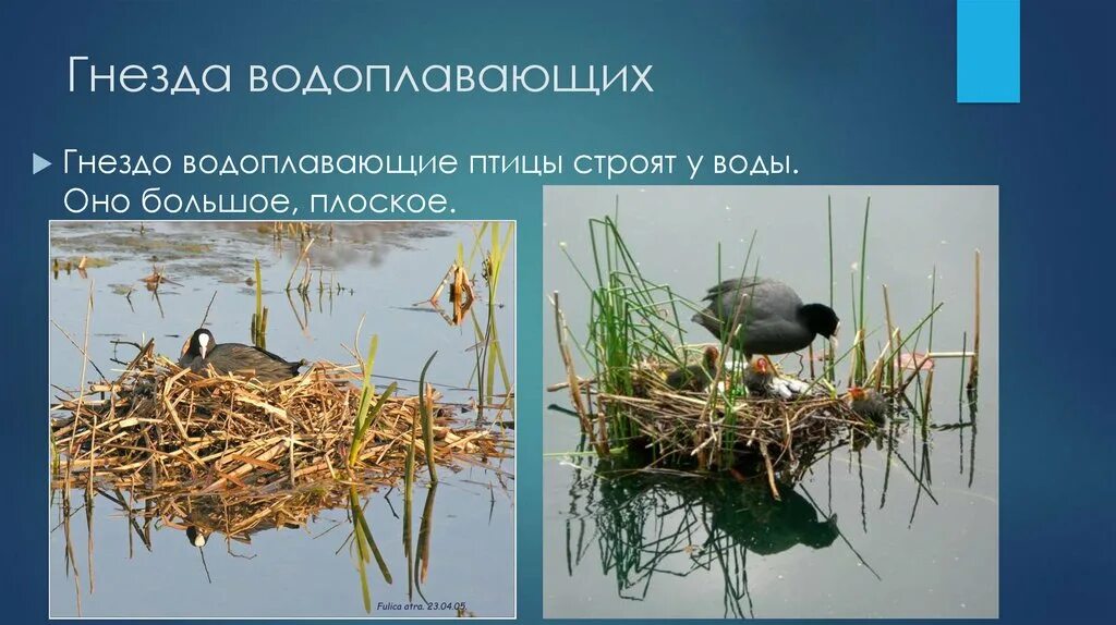 Строить гнезда перелетные птицы. Гнёзда птиц с названиями. Гнезда птиц для дошкольников. Перелё1тные птицы и их гнёзда. Аист перелетная птица.