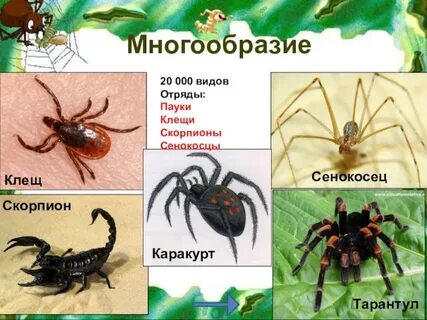 К классу паукообразных относят