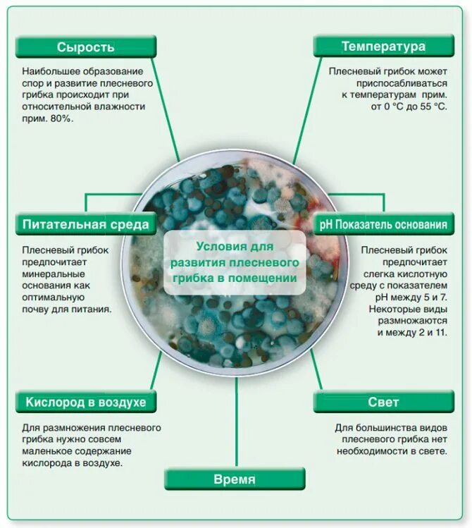 Плесень умирает. Причины возникновения плесени. Условия для развития плесени. Условия возникновения плесени. Условия появления плесени.
