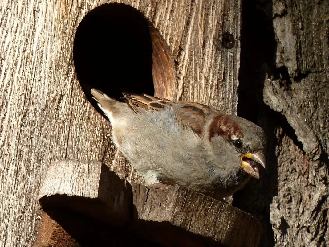 воробьишко слушать