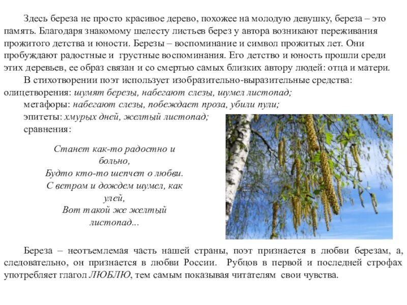 Главная мысль произведения береза. Описание березы. Художественное описание березы. Сочинение про березу. Описание русской березы.