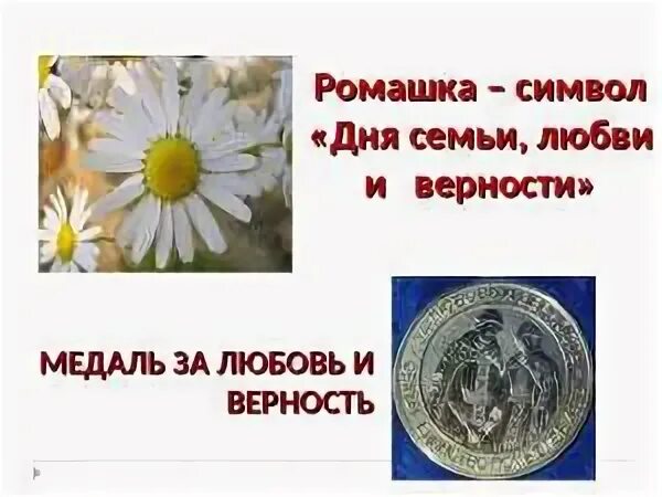 Ромашки символ любви