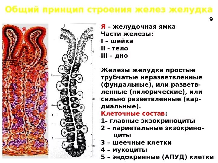 Трубчатые канальцы являющиеся слепыми выростами кишечника