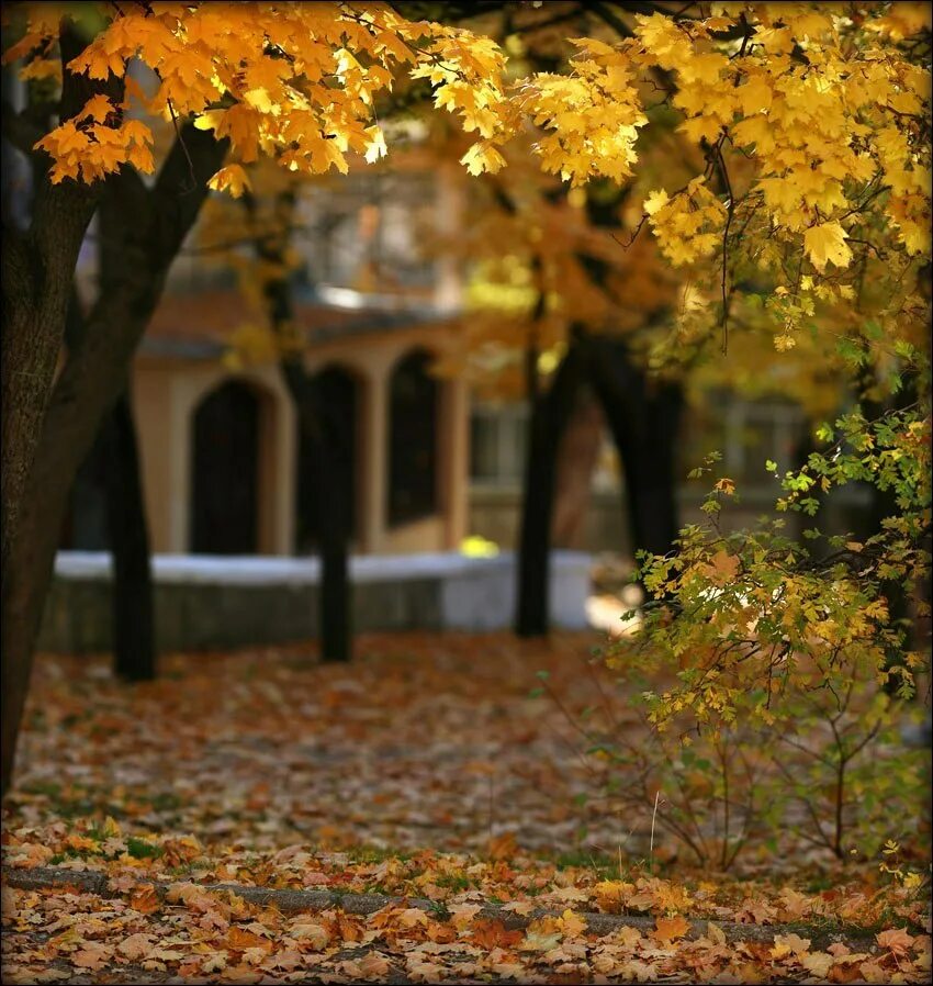 Текст хорошо в беседке в осеннюю ночь. Осень из окна. Осень за окном. Осеннее окно. Золотая осень за окном.