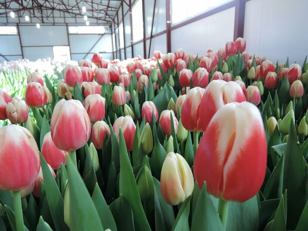 тюльпаны люберцы. цветение тюльпанов в цветнике в пятигорске. тюльпаны в моршанске. тюльпан сорт амстердам. тюльпаны на клумбах города.