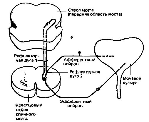 Схема рефлекторной дуги мочеиспускательного рефлекса. Рефлекторная дуга мочеиспускательного рефлекса. Рефлекторную дугу безусловного мочеиспускательного рефлекса.. Регуляция мочеиспускания схема. Раскройте механизмы регуляции мочеиспускания