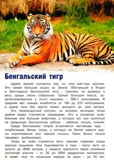 Текст про тигра