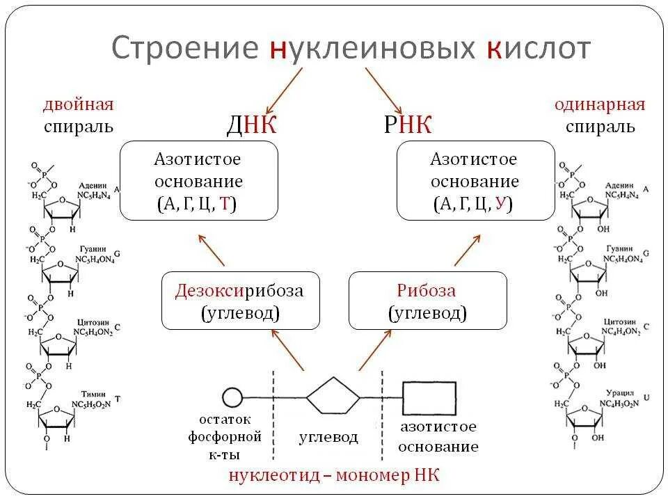 Углеводы днк и рнк. Строение и функции нуклеиновых кислот ДНК И РНК. Строение нуклеиновых кислот ДНК. Нуклеиновые кислоты строение и функции структура. Строение, свойства, биологическая роль нуклеиновых кислот..