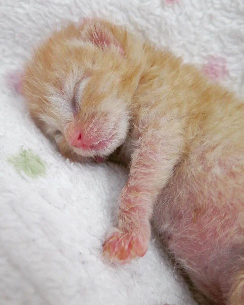 рыжий кот рожает. рыжий котёнок. рыженький котенок. рыжий котёнок. родилась рыжая кошка.