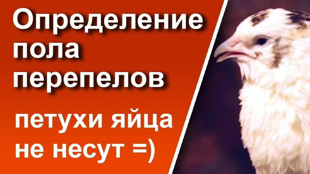 Определить пол перепелов. Как различить пол перепелов. Определение пола у перепелок. Как отличить перепелов самку